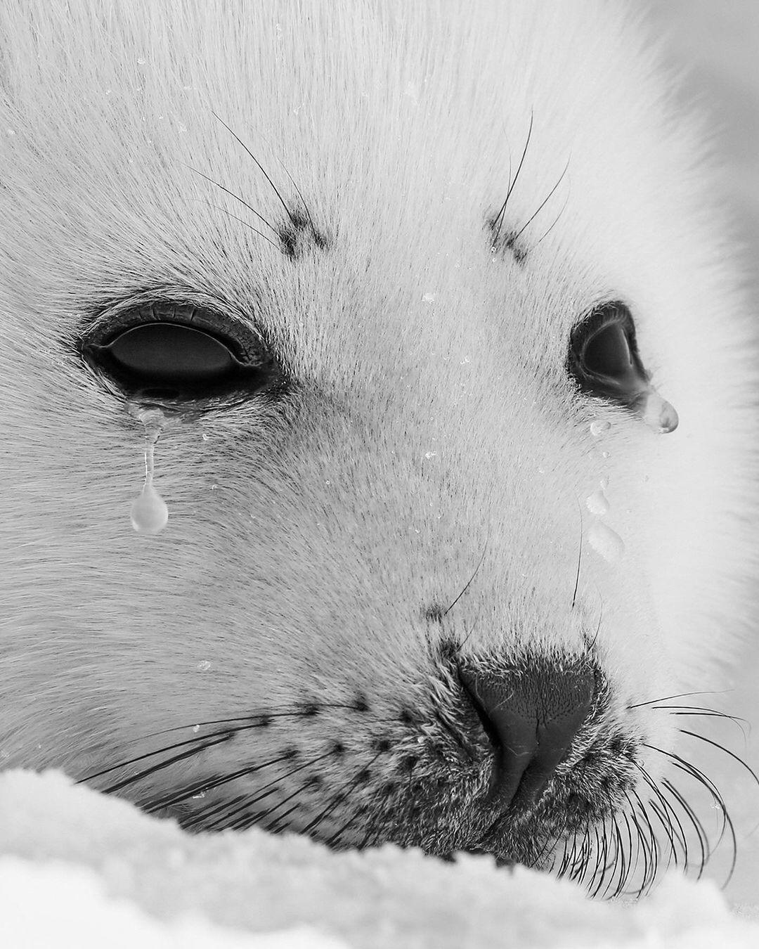  流泪的海豹，来自摄影师Paul Nicklen。 