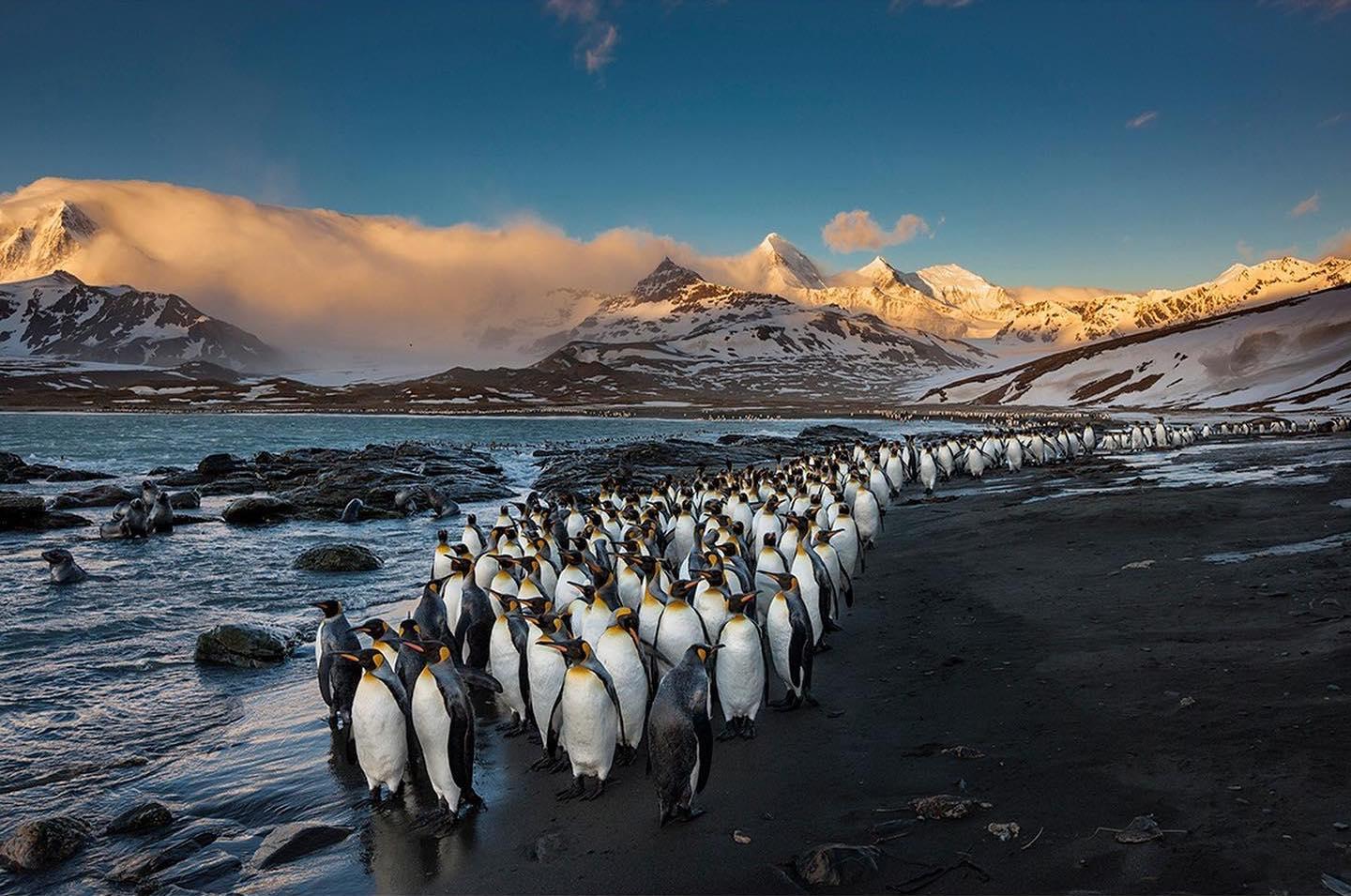  清晨的帝企鹅，来自摄影师Paul Nicklen。 