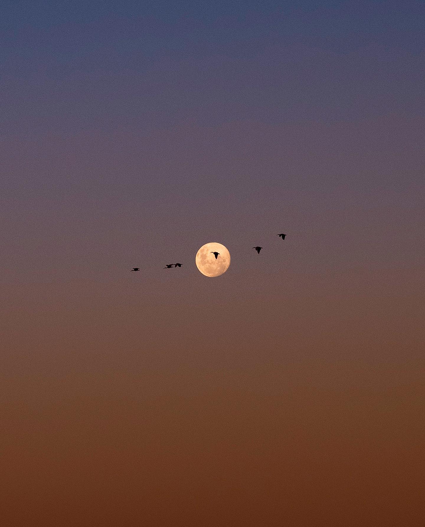  满月，来自摄影师Harman Singh Heer。 