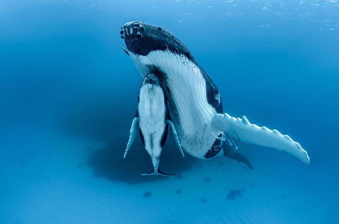  座头鲸母子，来自摄影师Paul Nicklen。 