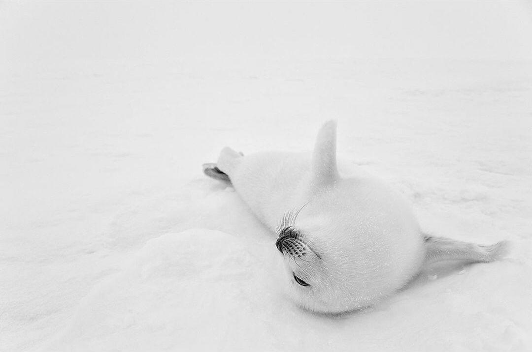  格陵兰海豹幼崽，来自摄影师Paul Nicklen。 