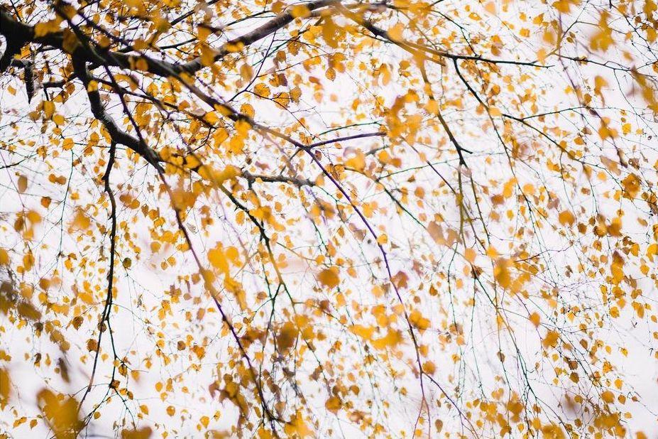  秋日树叶，来自摄影师Daniel。 