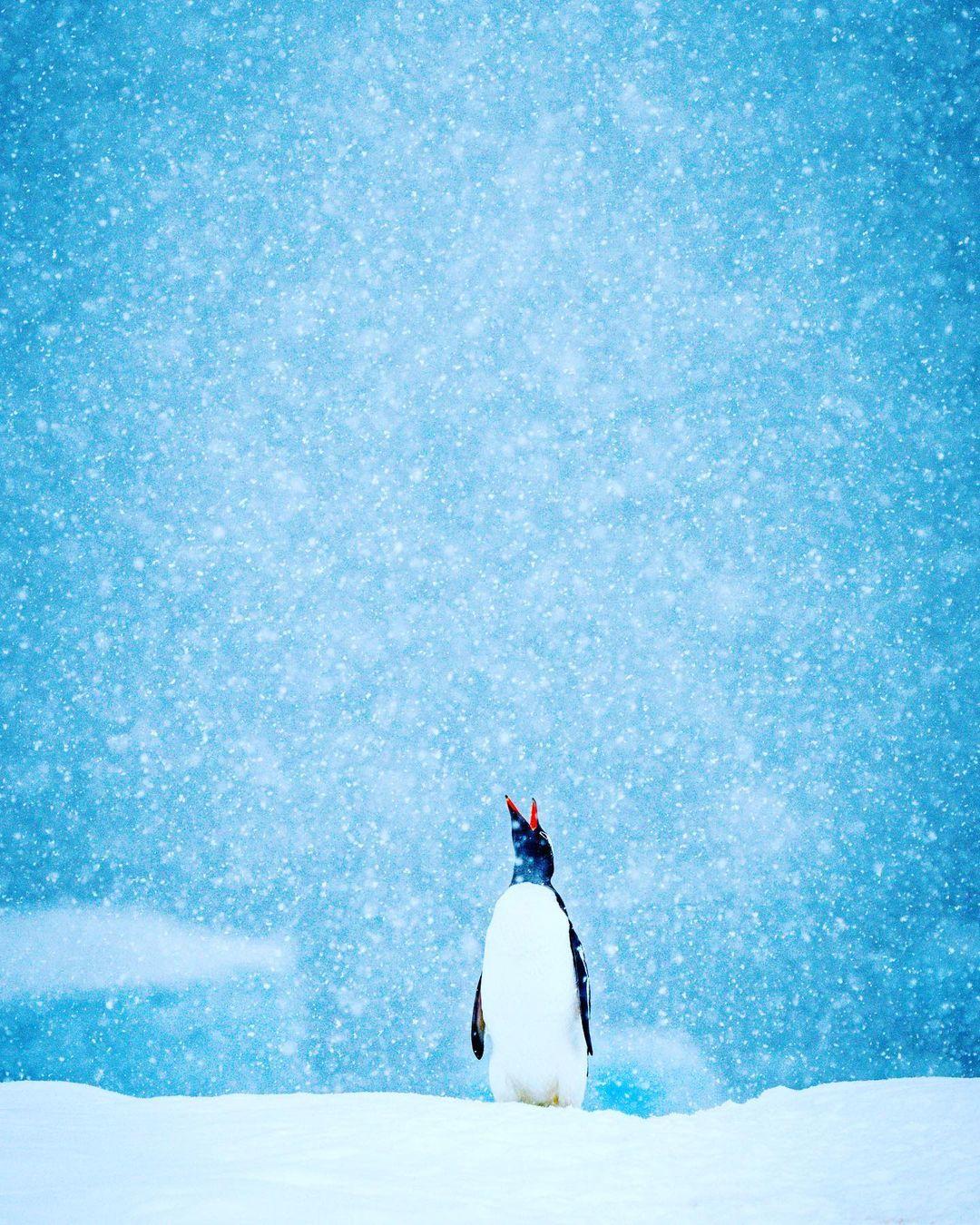  雪中企鹅，来自摄影师Jonathan Irish。 