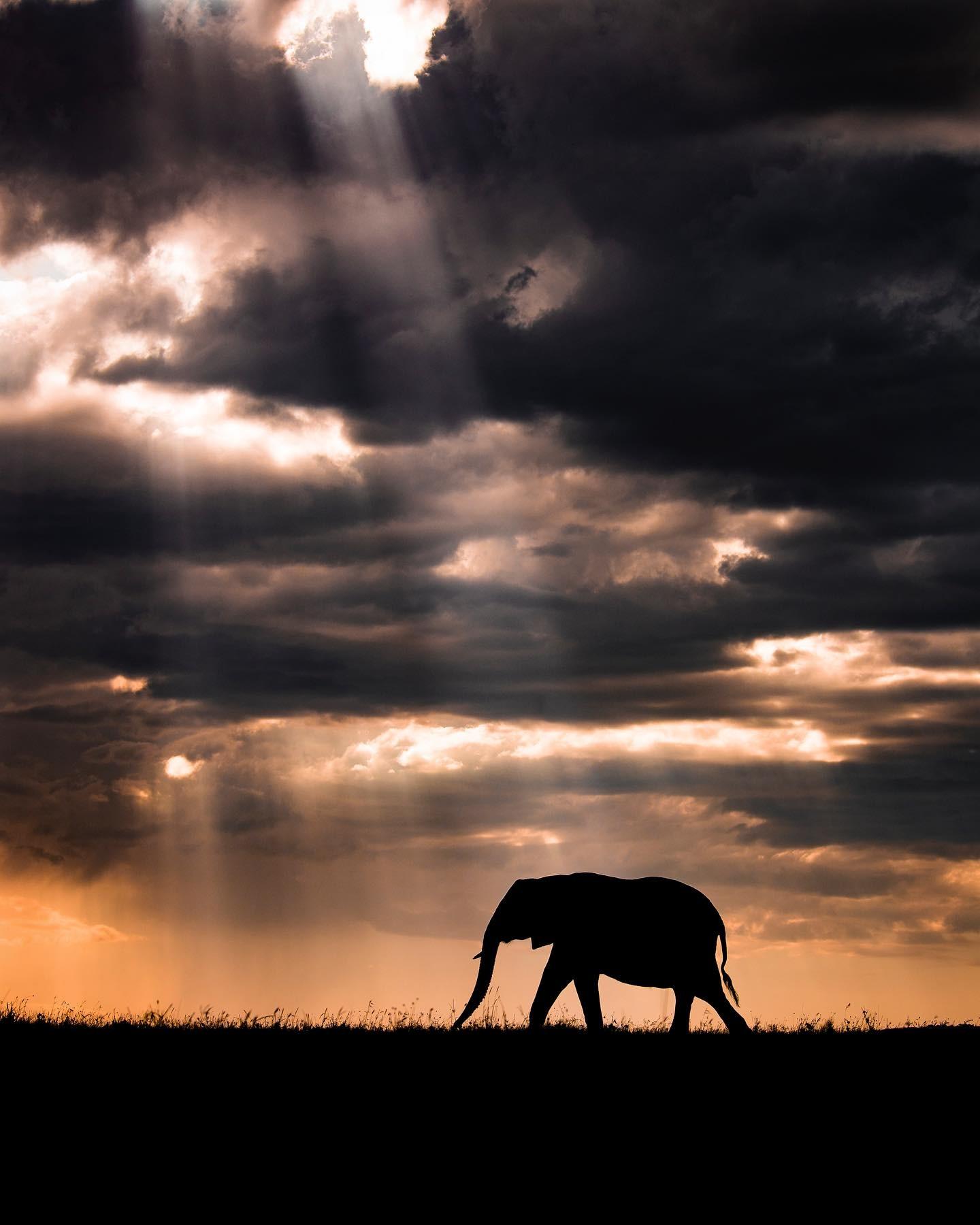  大象，来自摄影师Harman Singh Heer。 