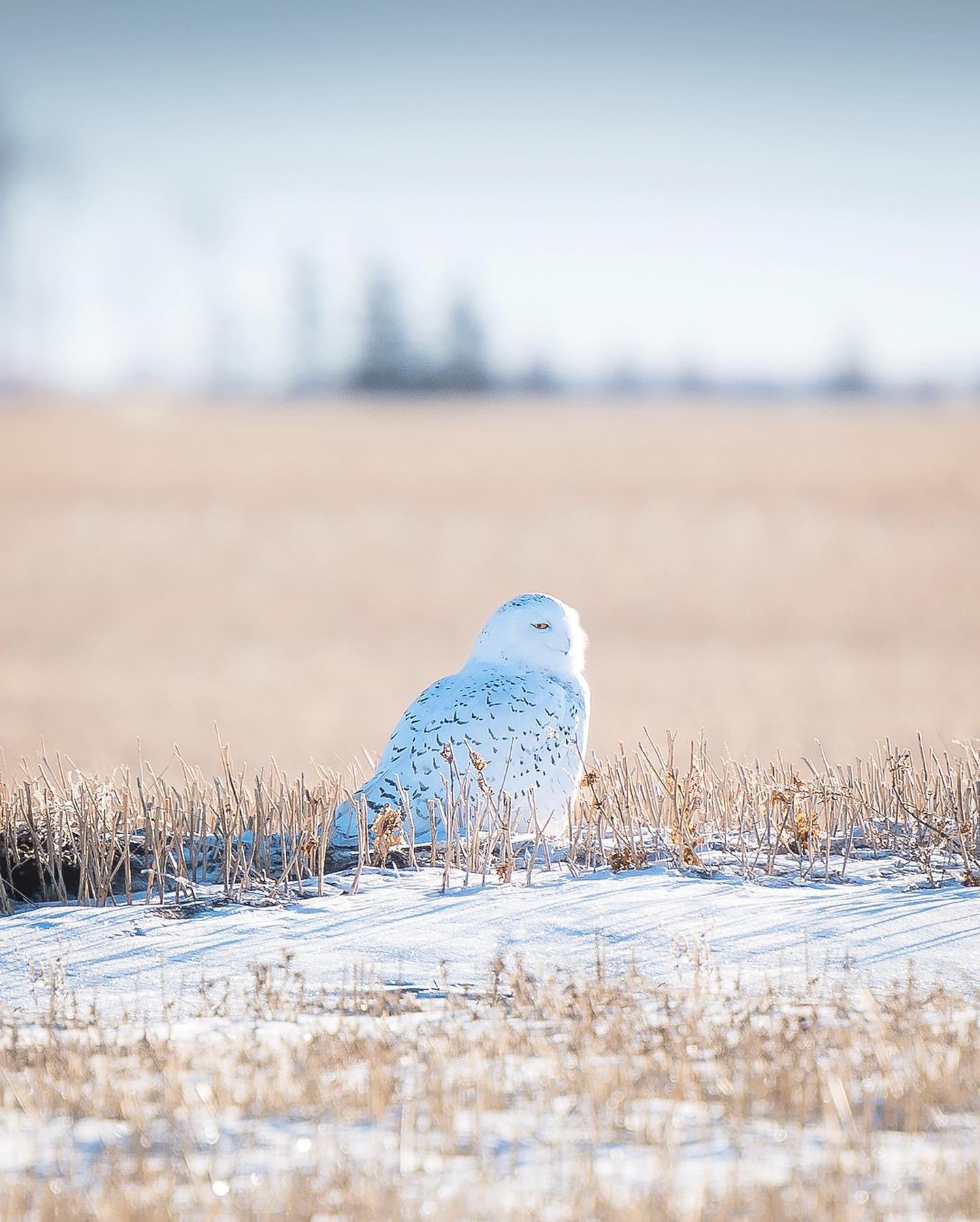 雪鸮来自摄影师herry