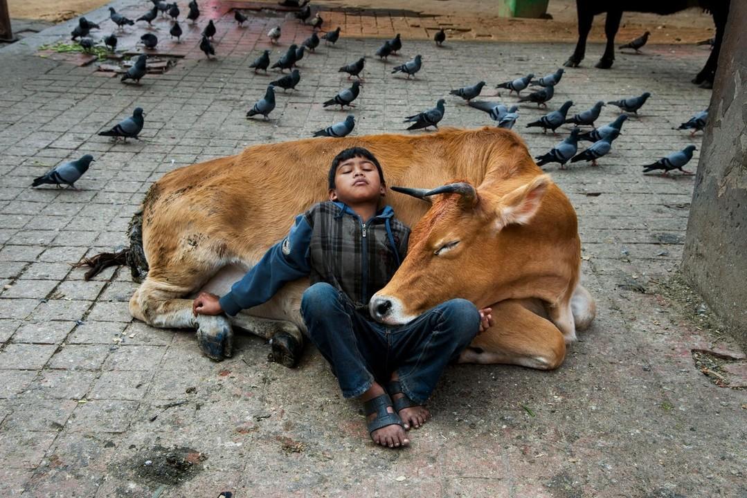  躺在牛背上休息的孩子，Steve McCurry摄于2013年尼泊尔加德满都。 