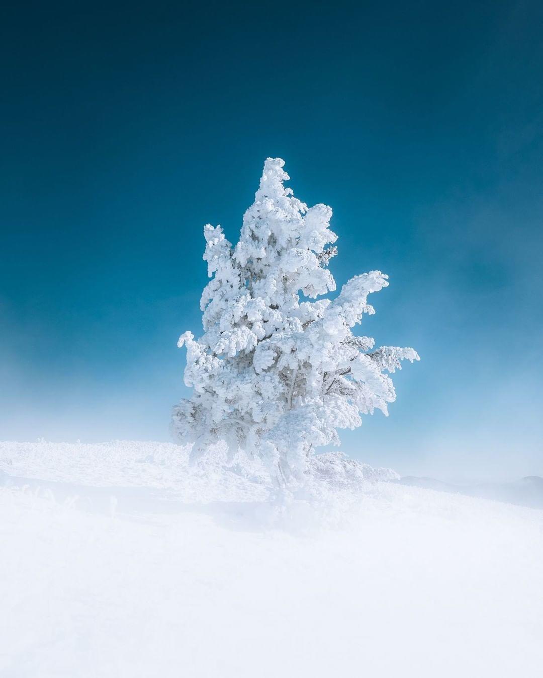  雪满树，来自摄影师Jared Kreiss。 