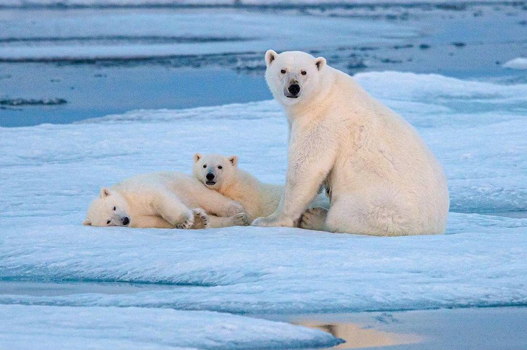  北极熊一家，来自摄影师Paul Nicklen。 