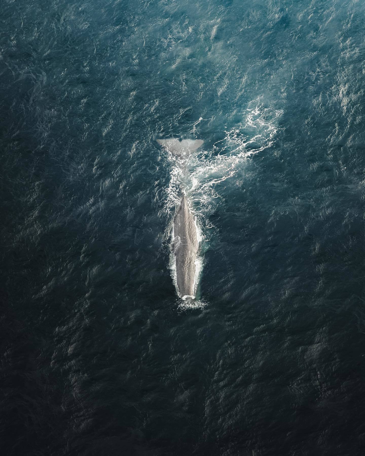  蓝鲸，Cam Stables摄于新西兰。 
