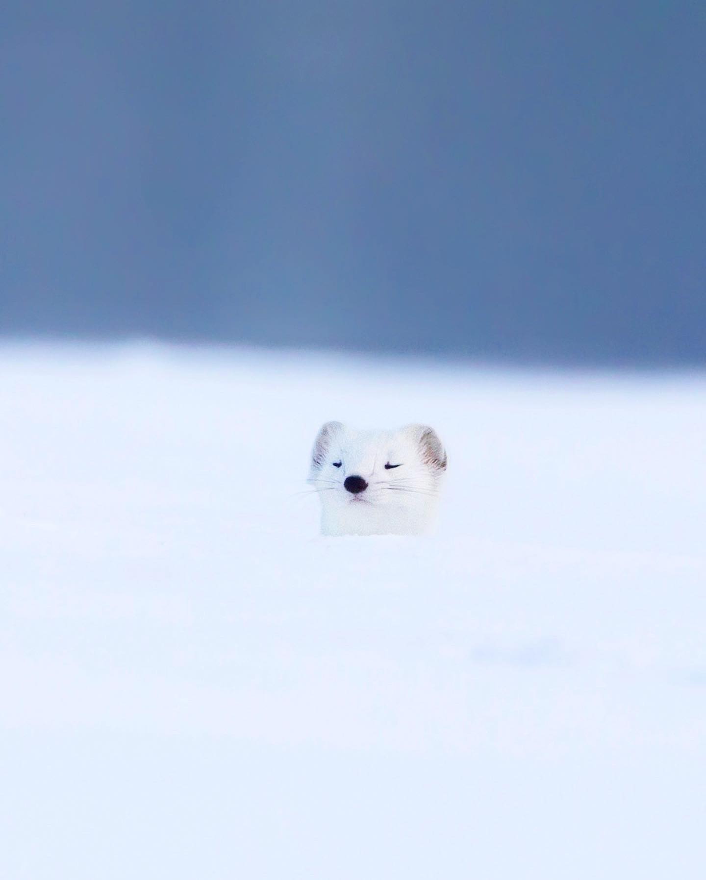  雪地里的白鼬，来自摄影师Ossi Saarinen。 