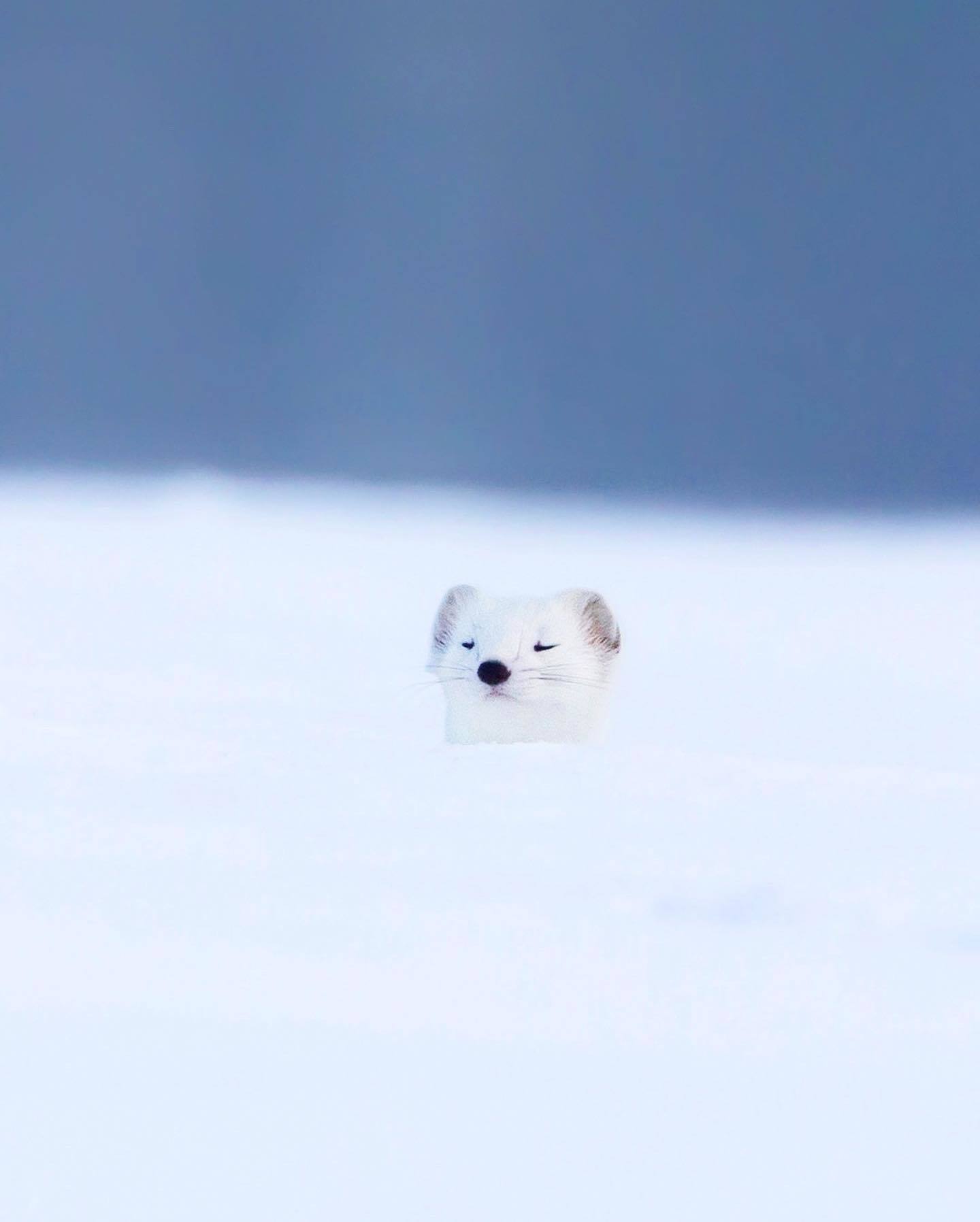  雪地里的白鼬，来自摄影师Ossi Saarinen。 