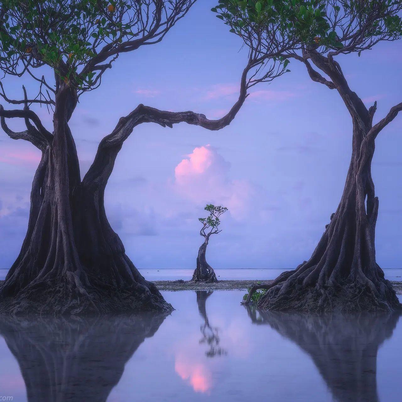  树，Daniel Kordan摄于印尼松巴岛。 