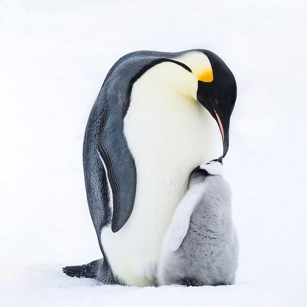  帝企鹅，来自摄影师Daisy Gilardini。 