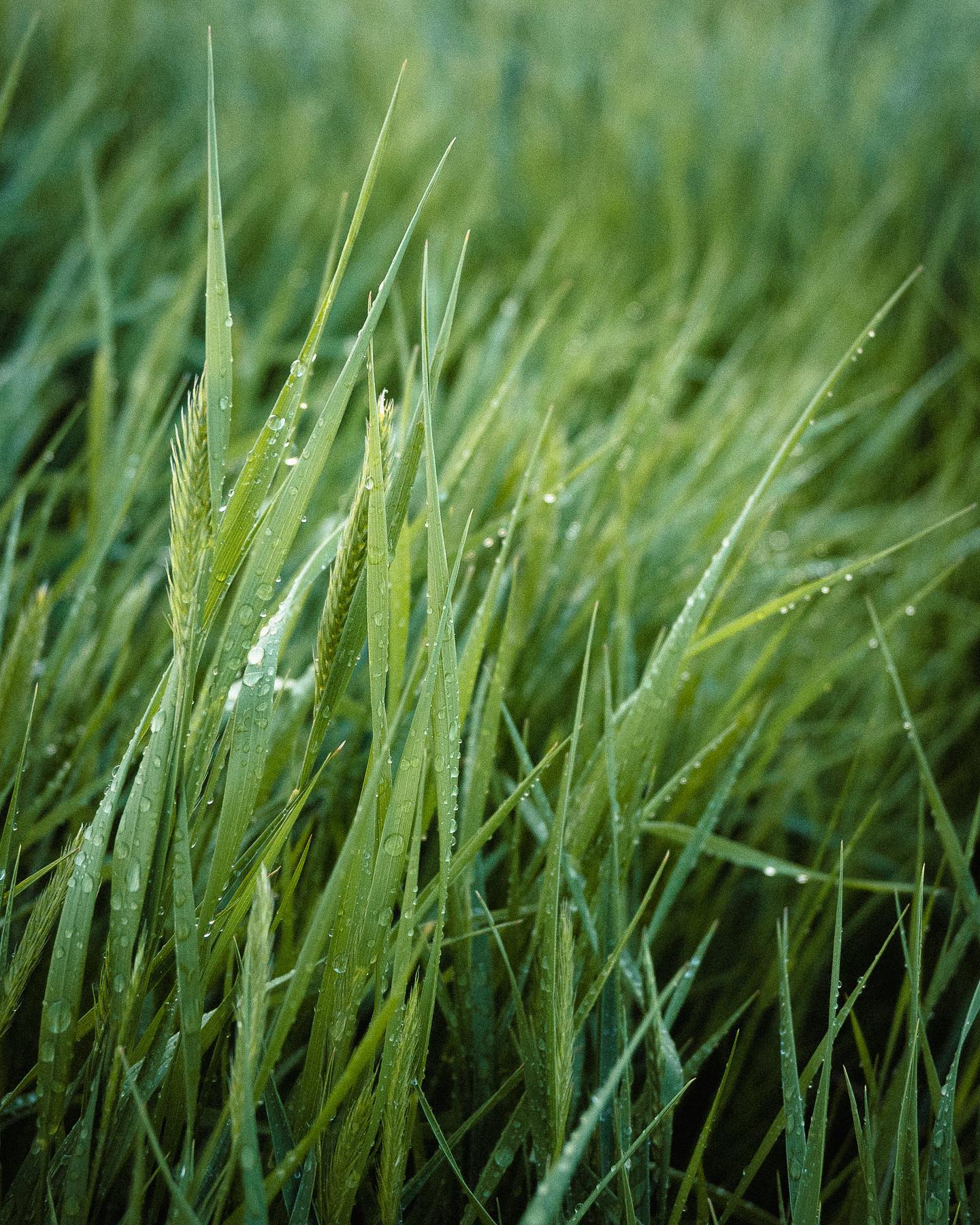青麦穗,来自摄影师herry.