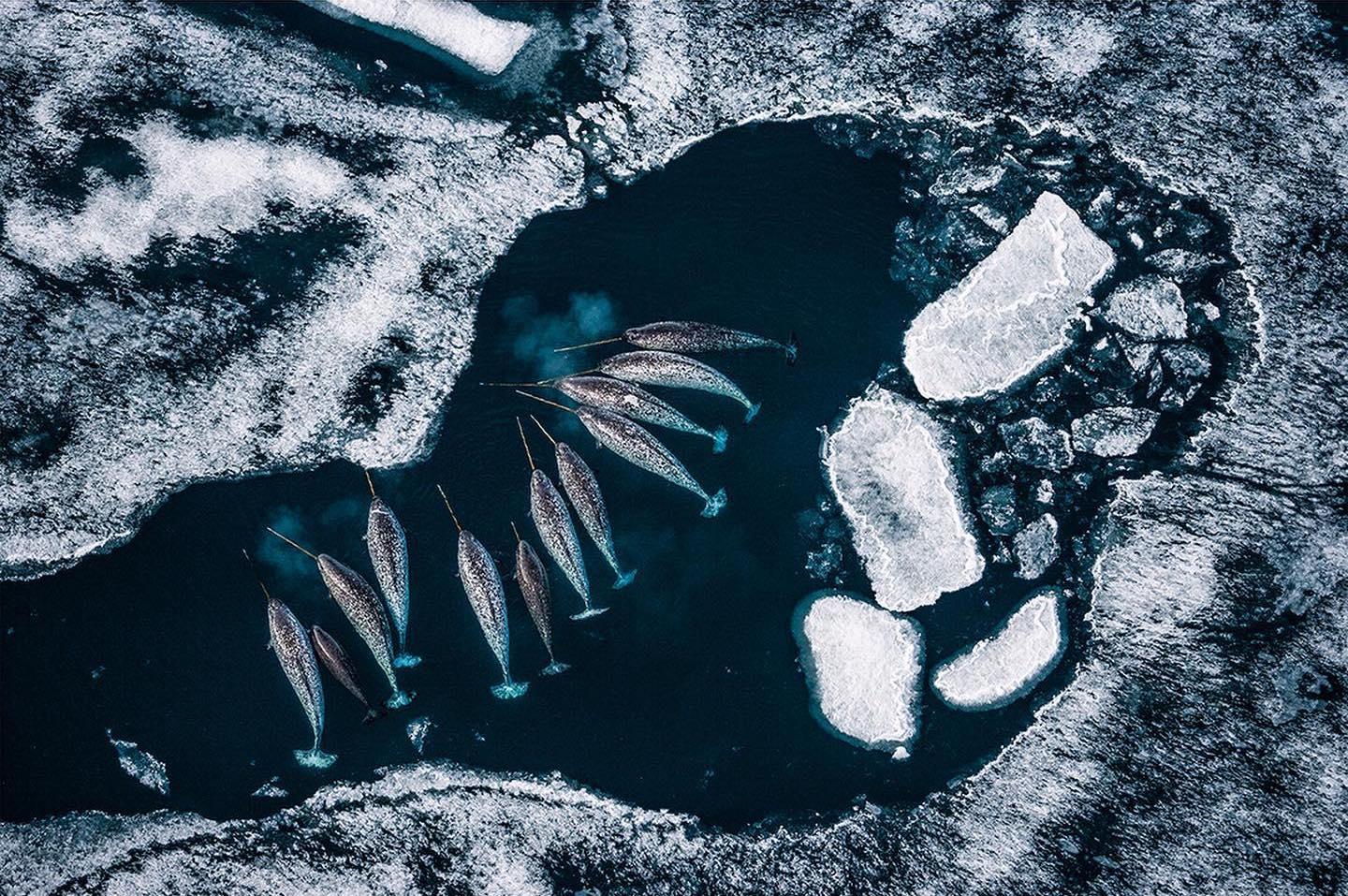  浮冰中的独角鲸，来自摄影师Paul Nicklen。 