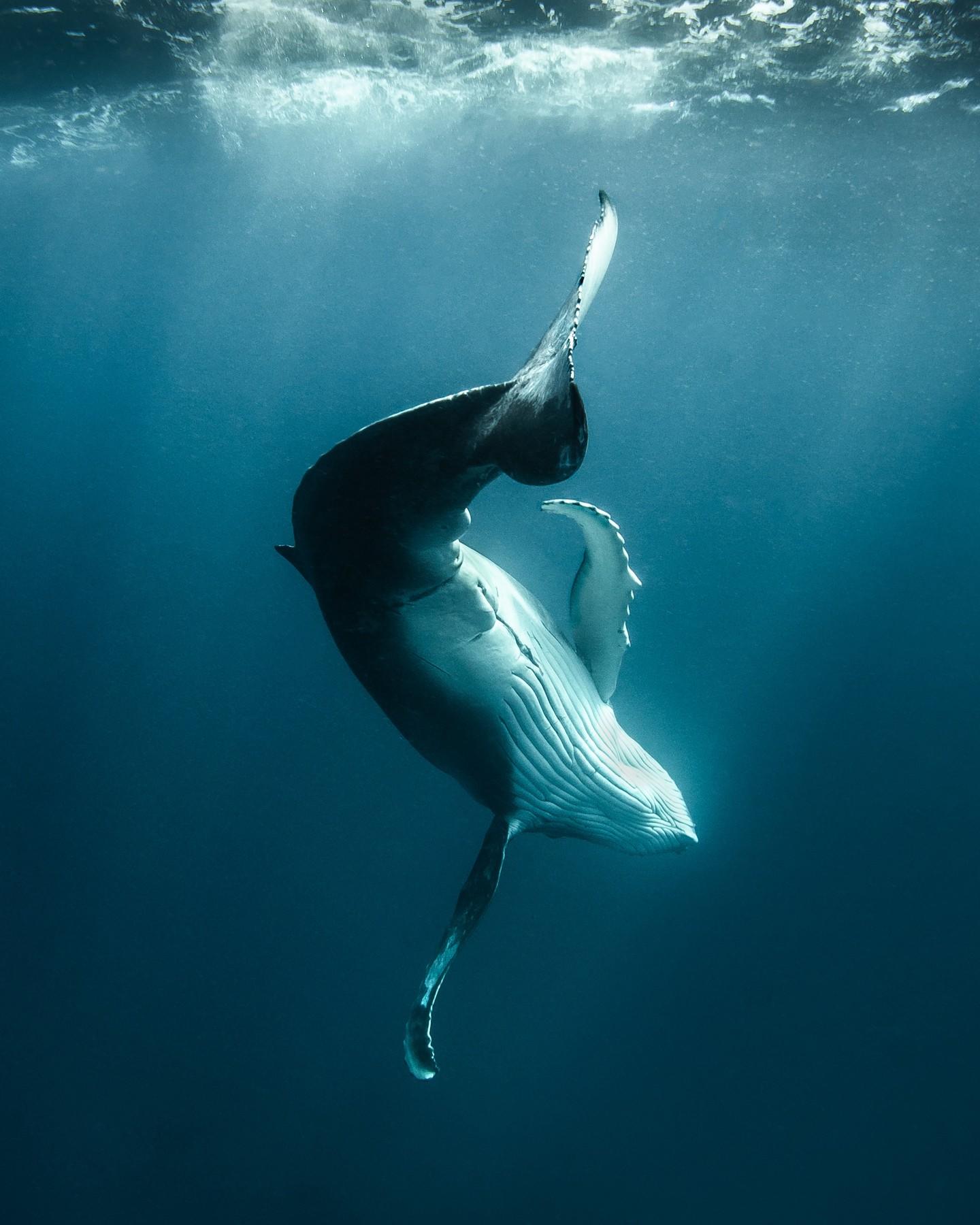  座头鲸，来自摄影师David Edgar。 