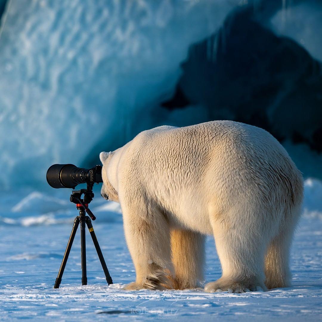  好奇的北极熊，来自摄影师Roie Galitz。 