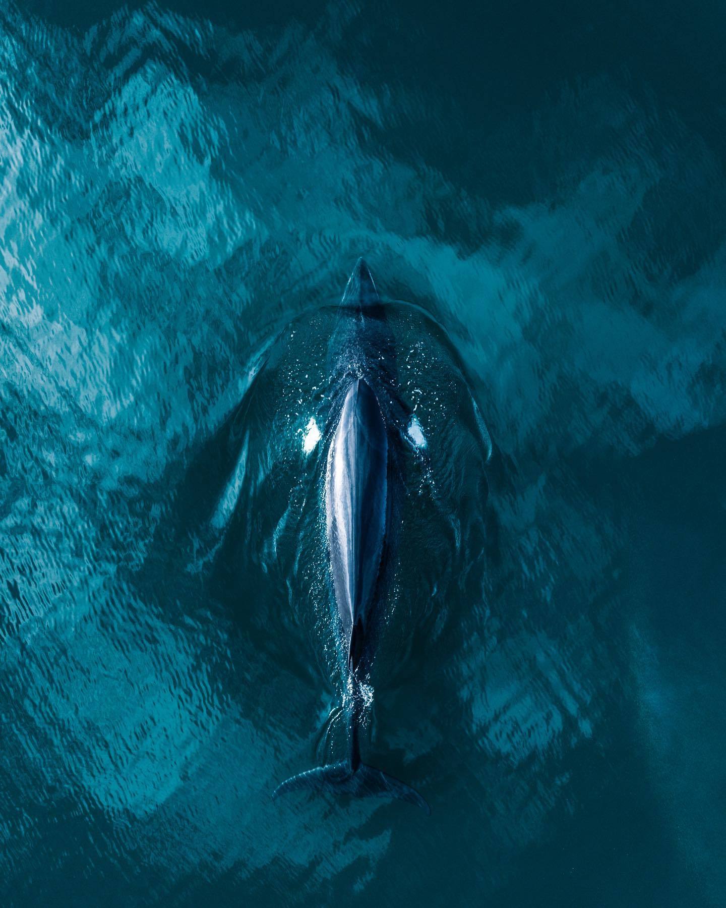  鲸，来自摄影师Kevin Pages。 