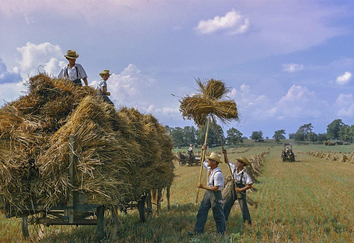  收割麦子，William Albert Allard摄于1964年。 