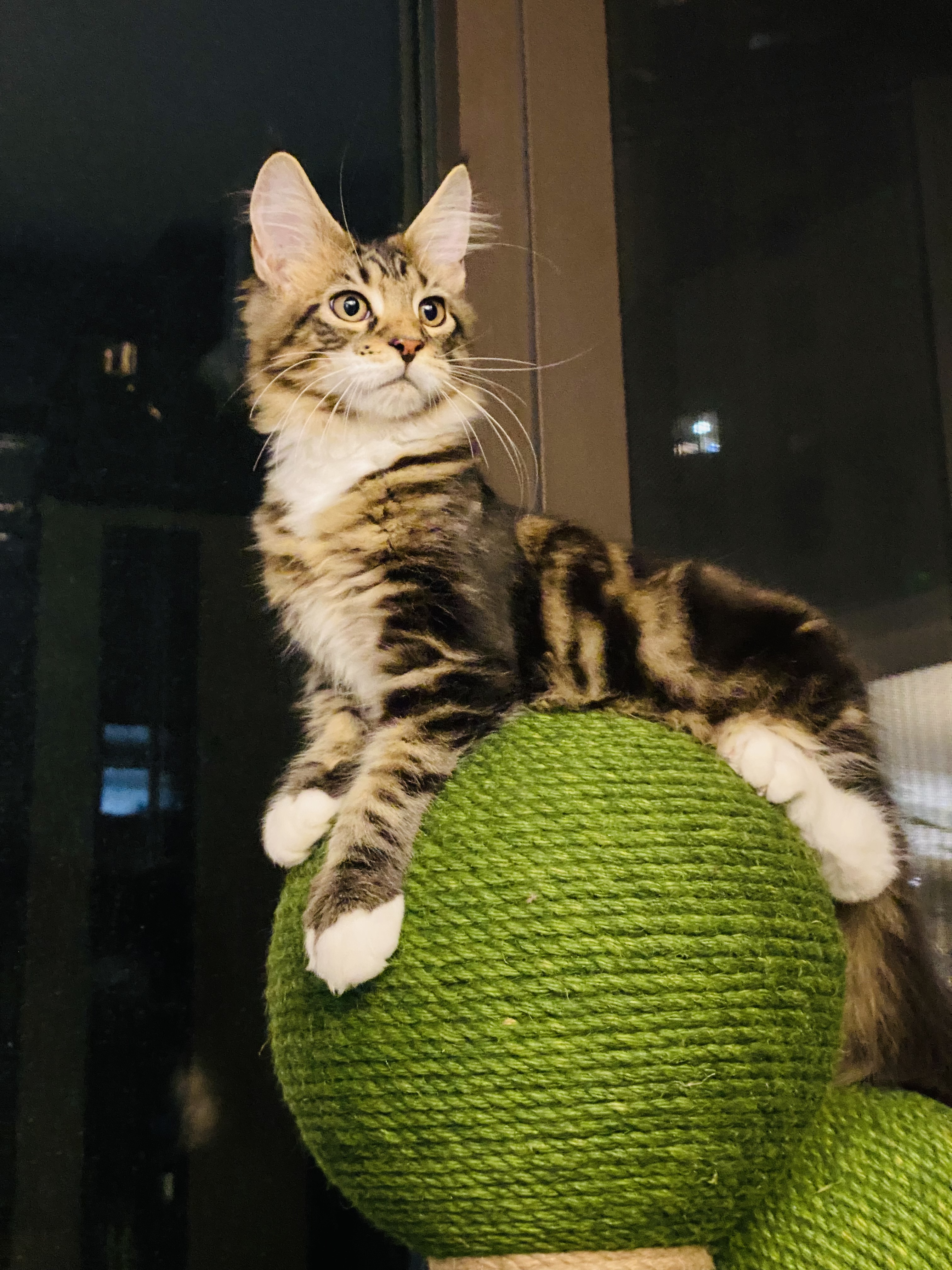 精神小猫🐱