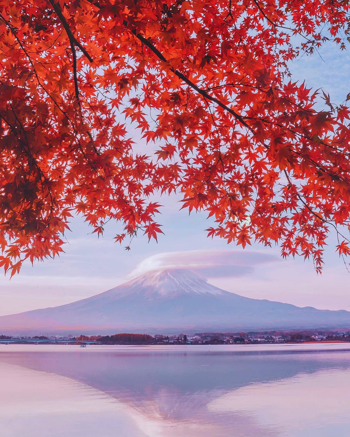  富士山与枫叶，来自摄影师Kristina Makeeva。 