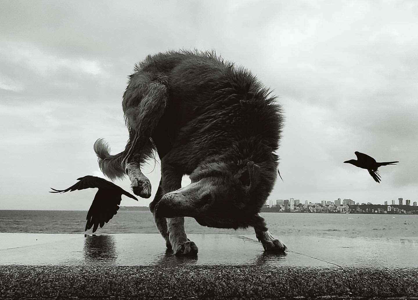  狗与鸟，来自摄影师Dimpy Bhalotia。 