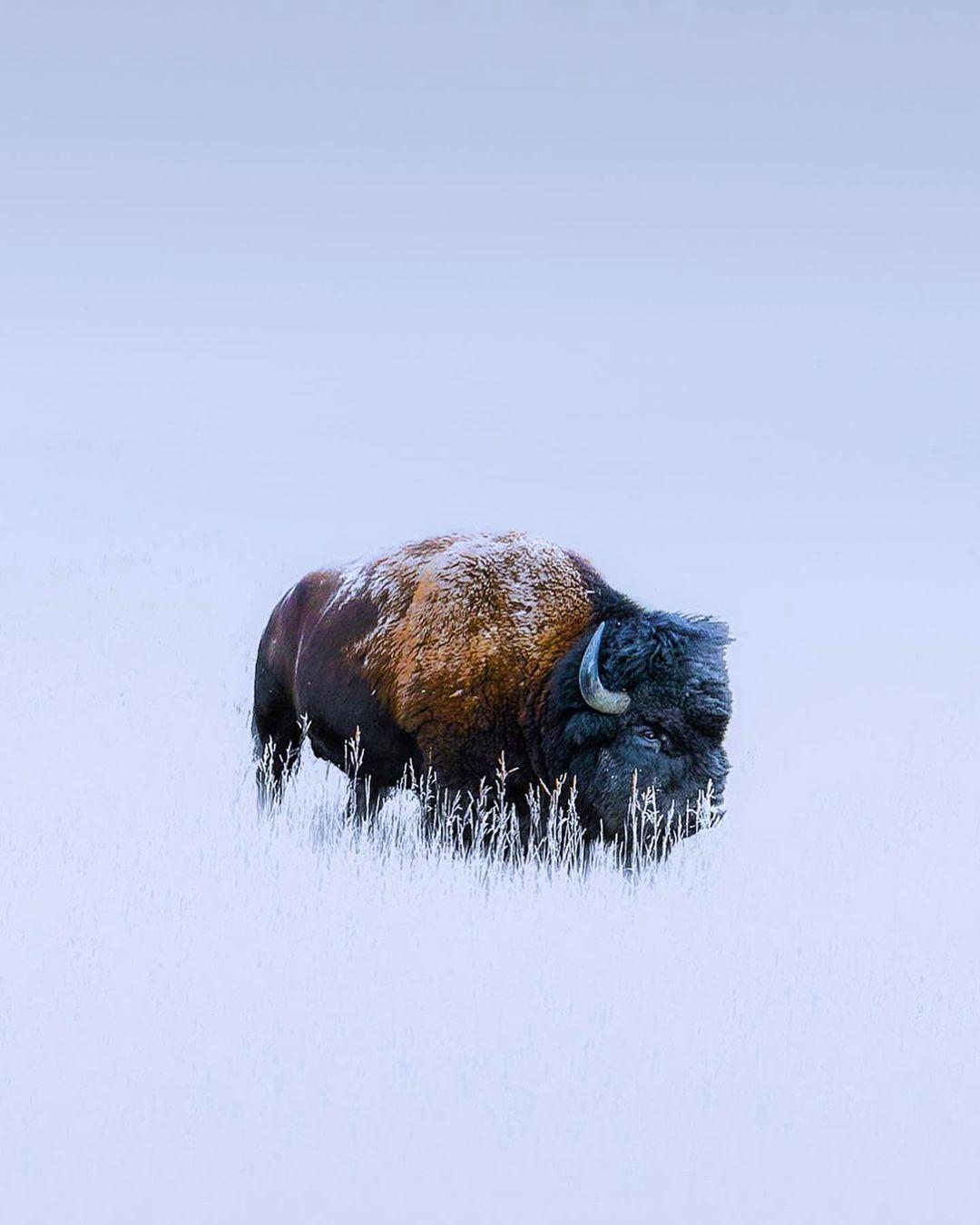  雪地中的野牛，来自摄影师Jared Kreiss。 