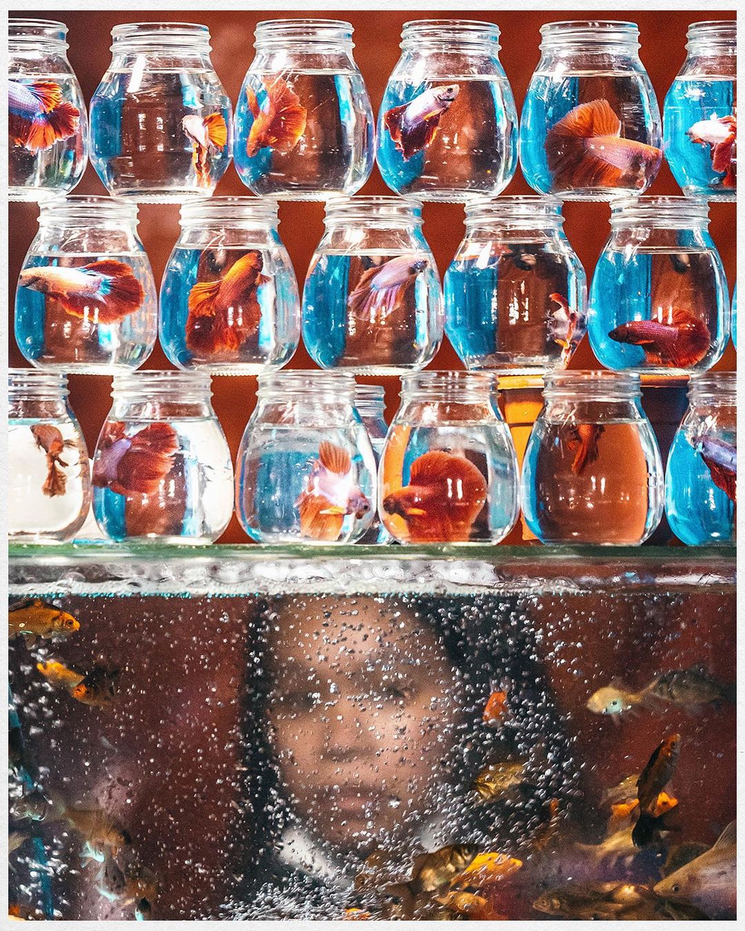  金鱼瓶，来自摄影师Jilson Tiu。 