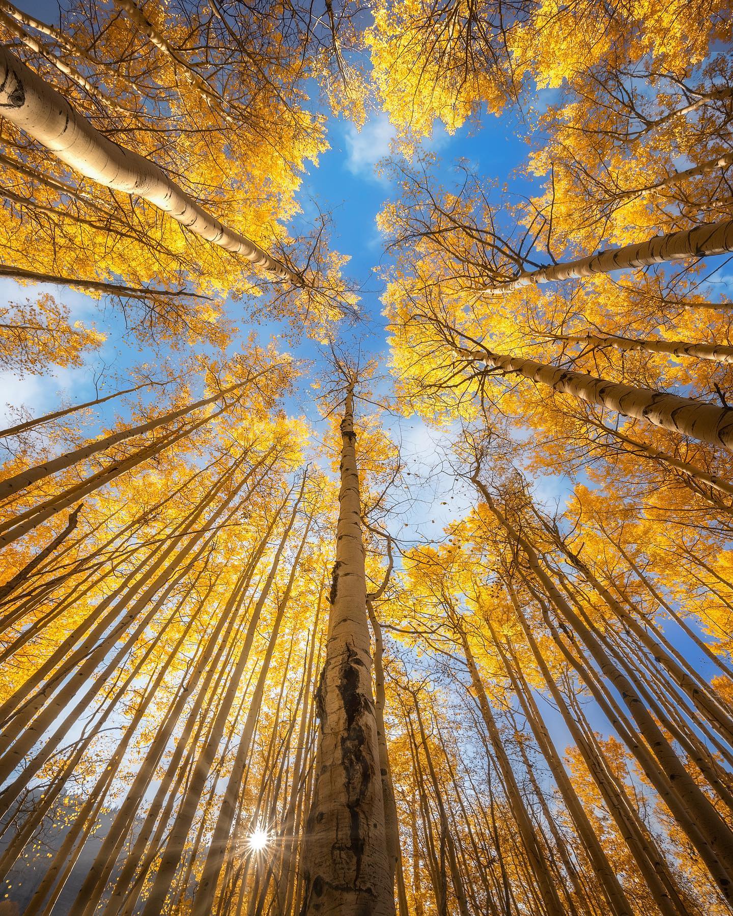  秋日树林，来自摄影师John Weatherby。 