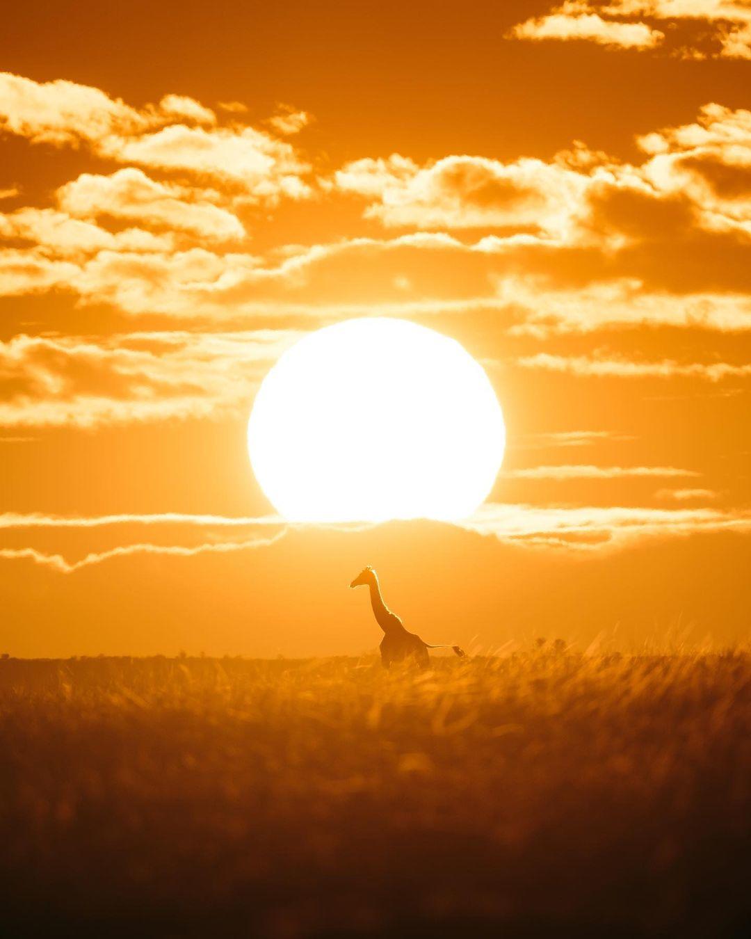 晨光中的长颈鹿，Emmett Sparling摄于肯尼亚马赛马拉国家保护区。 