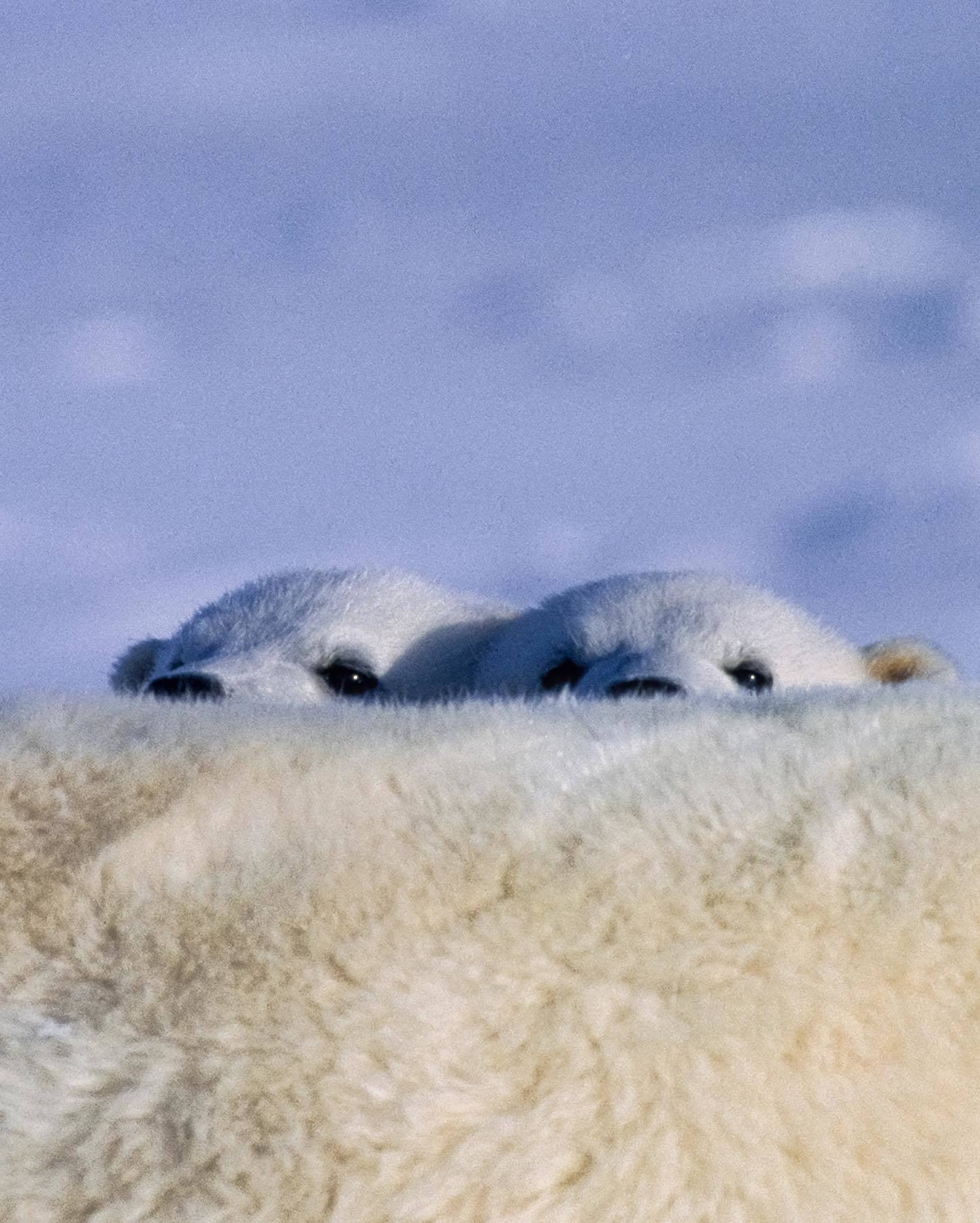  北极熊宝宝，来自摄影师Paul Nicklen。 