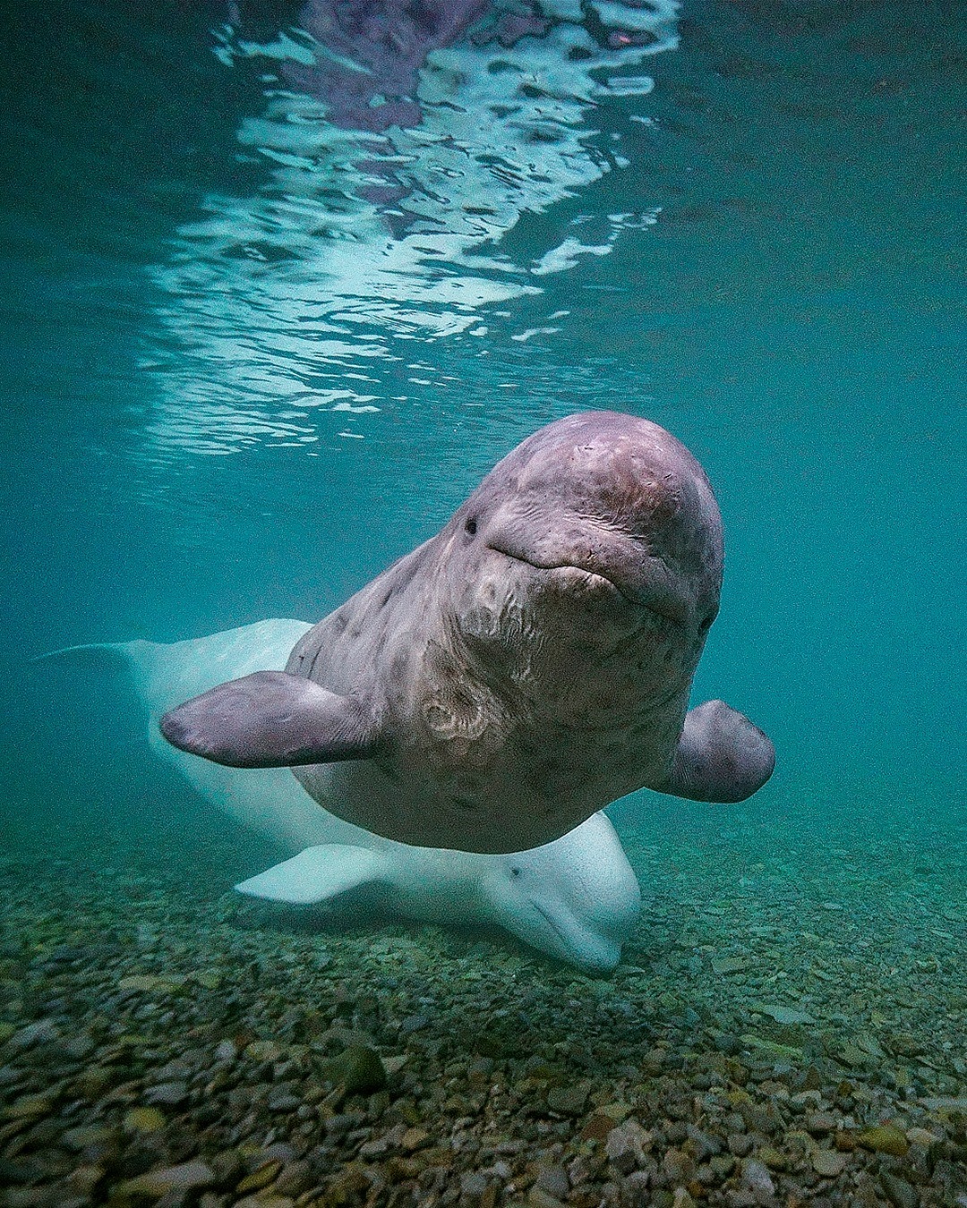  刚出生的白鲸宝宝，来自摄影师Brian Skerry。 