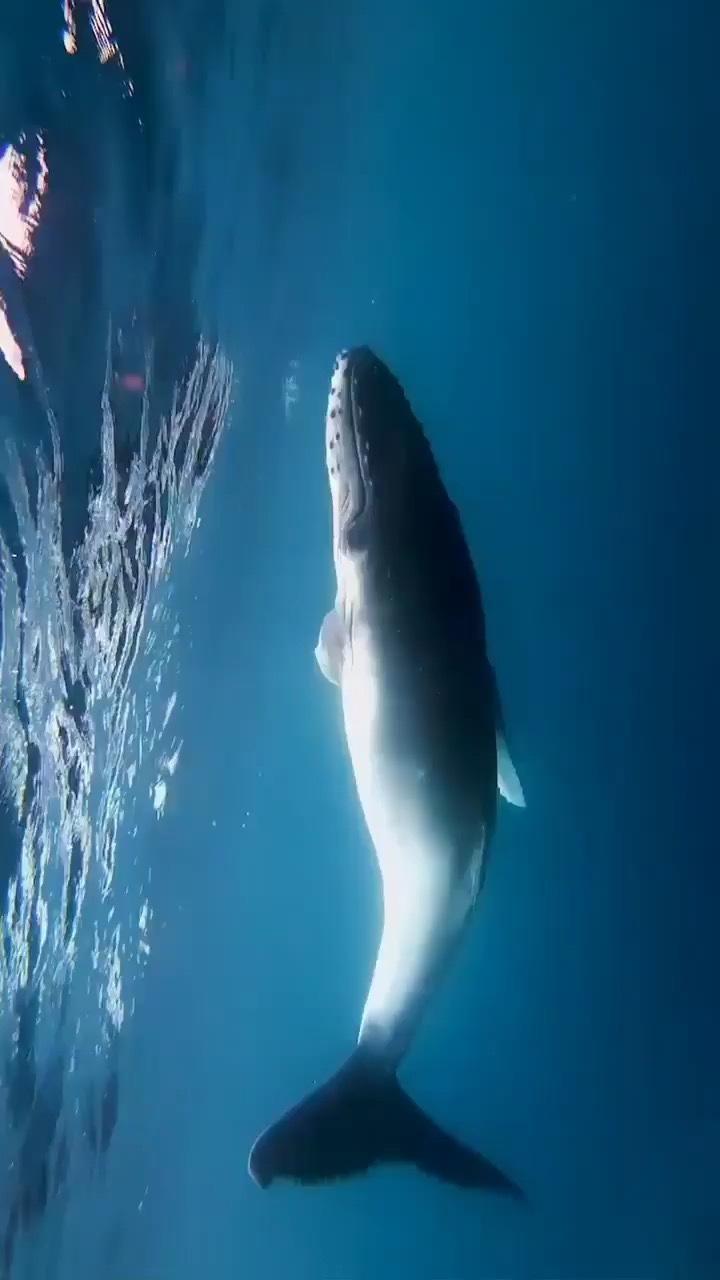 海面下的座头鲸，来自摄影师Kenzo Kiren。