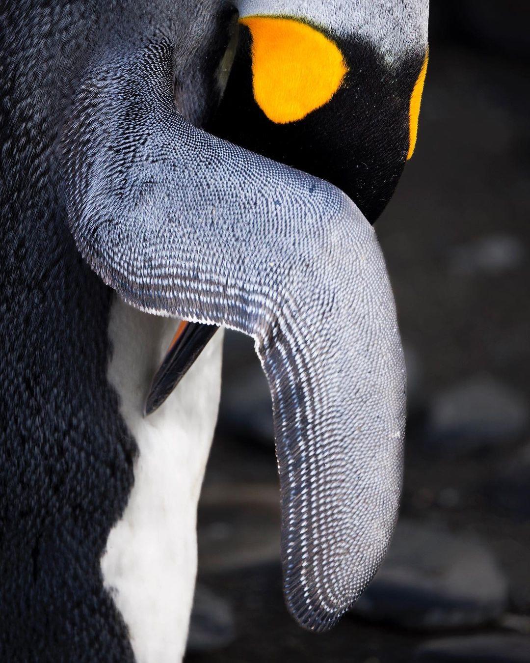 企鹅，来自摄影师Paul Zizka。