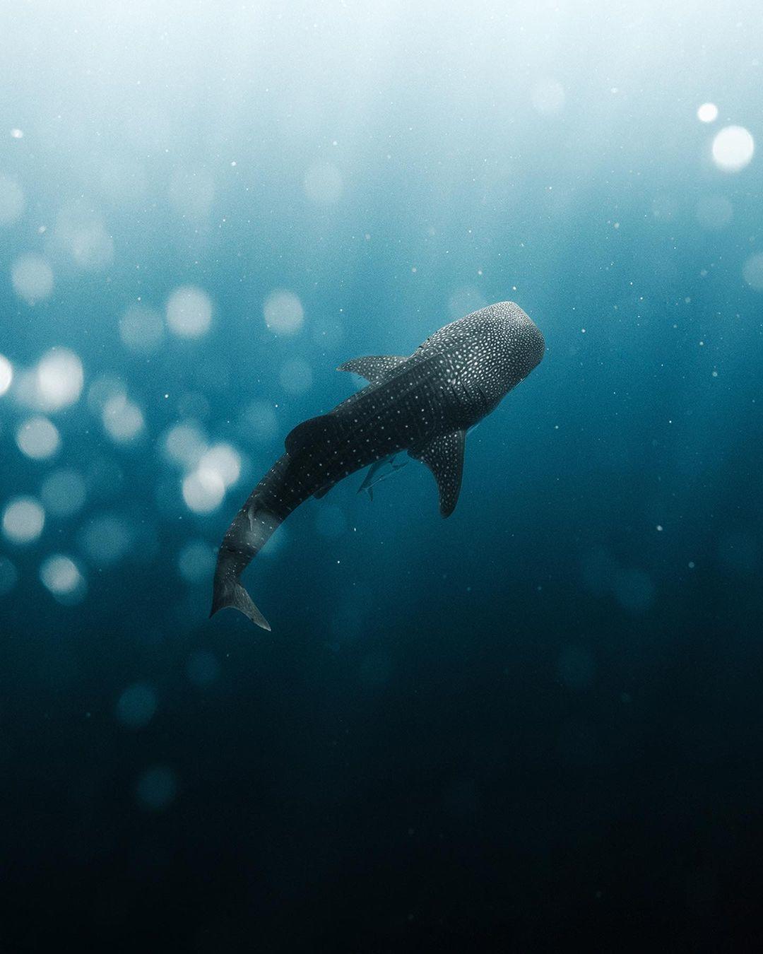  鲸鲨，来自摄影师Phil de Glanville。 