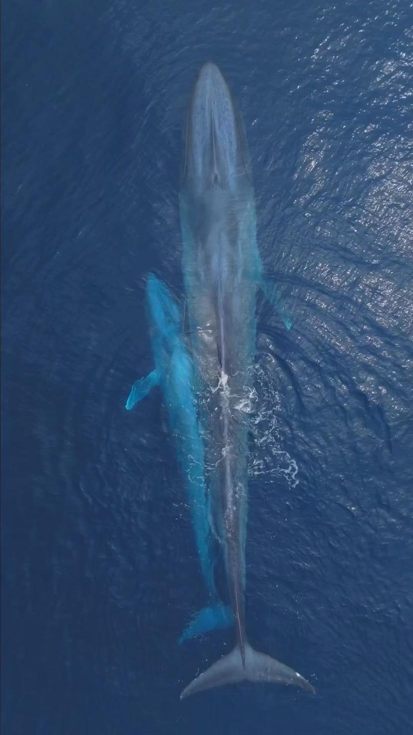 蓝鲸，来自摄影师Domenic Biagini。
