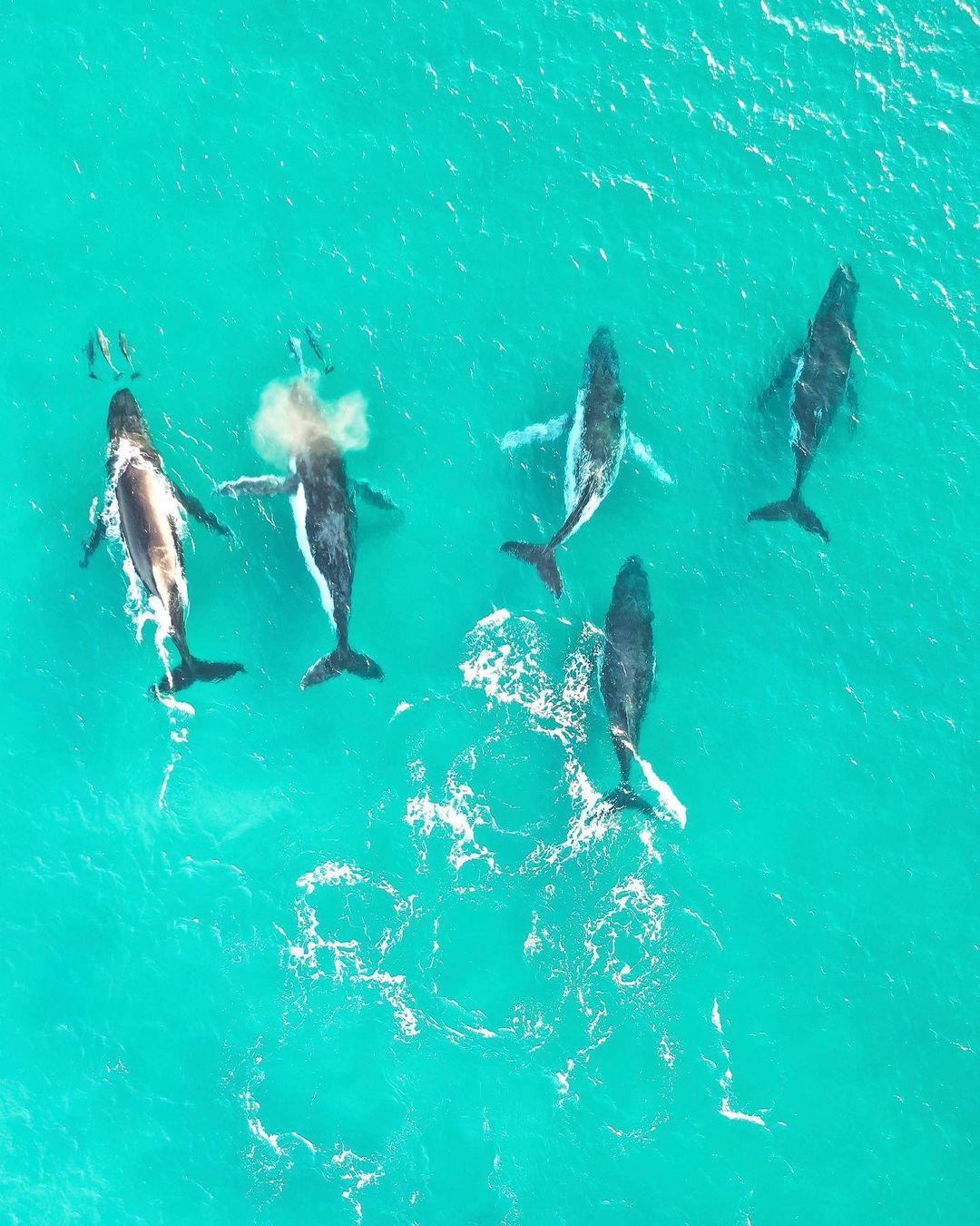  座头鲸与海豚，来自摄影师Isabella Dobozy。 
