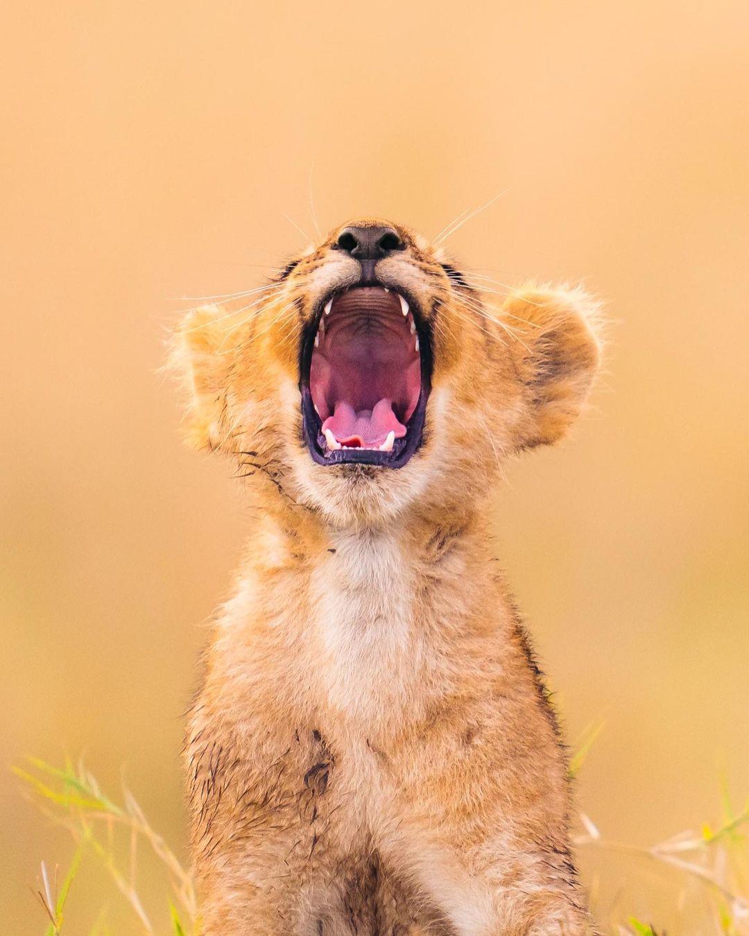  打哈欠的小狮子，来自摄影师Emmett Sparling。 