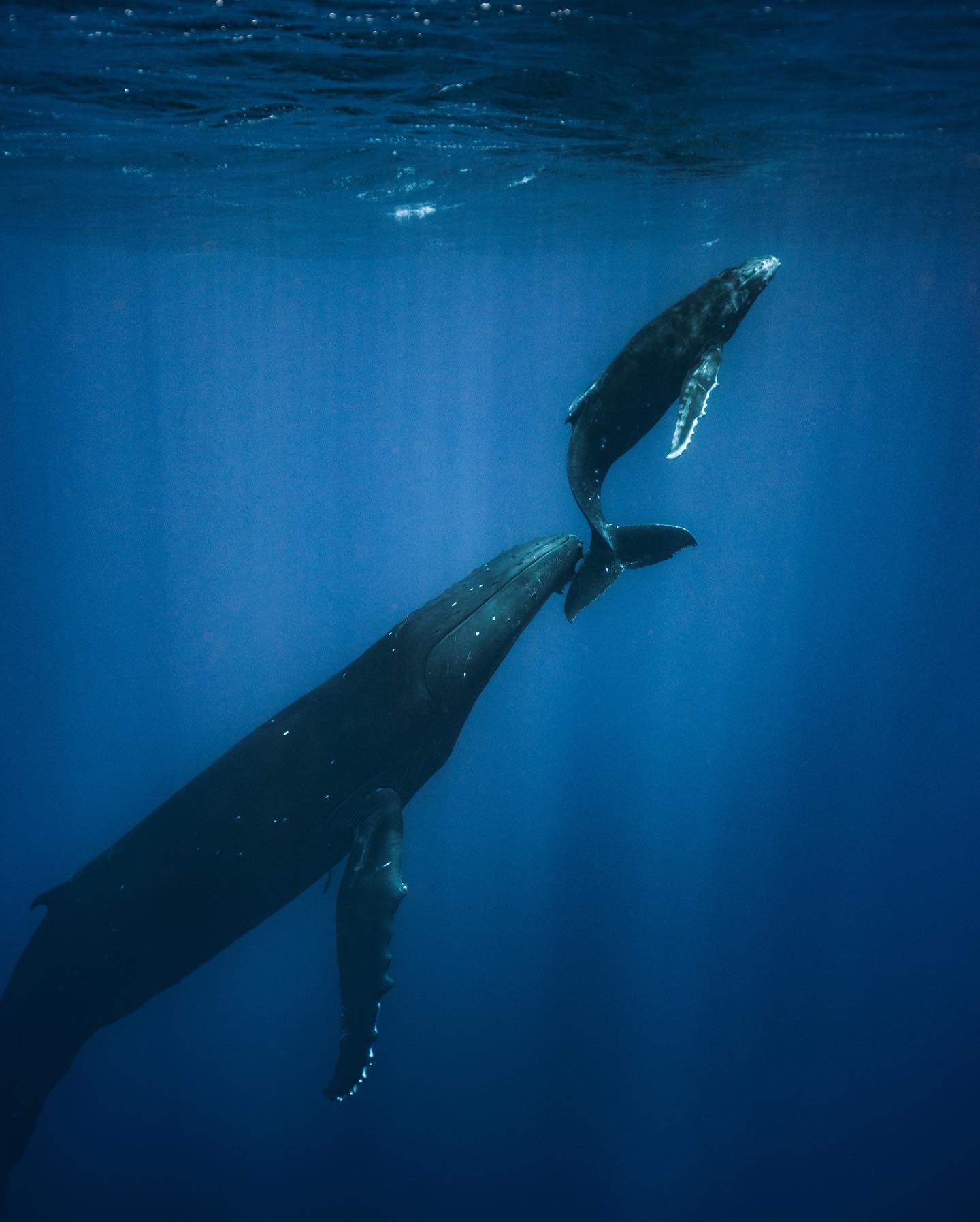  座头鲸，来自摄影师Emmett Sparling。 