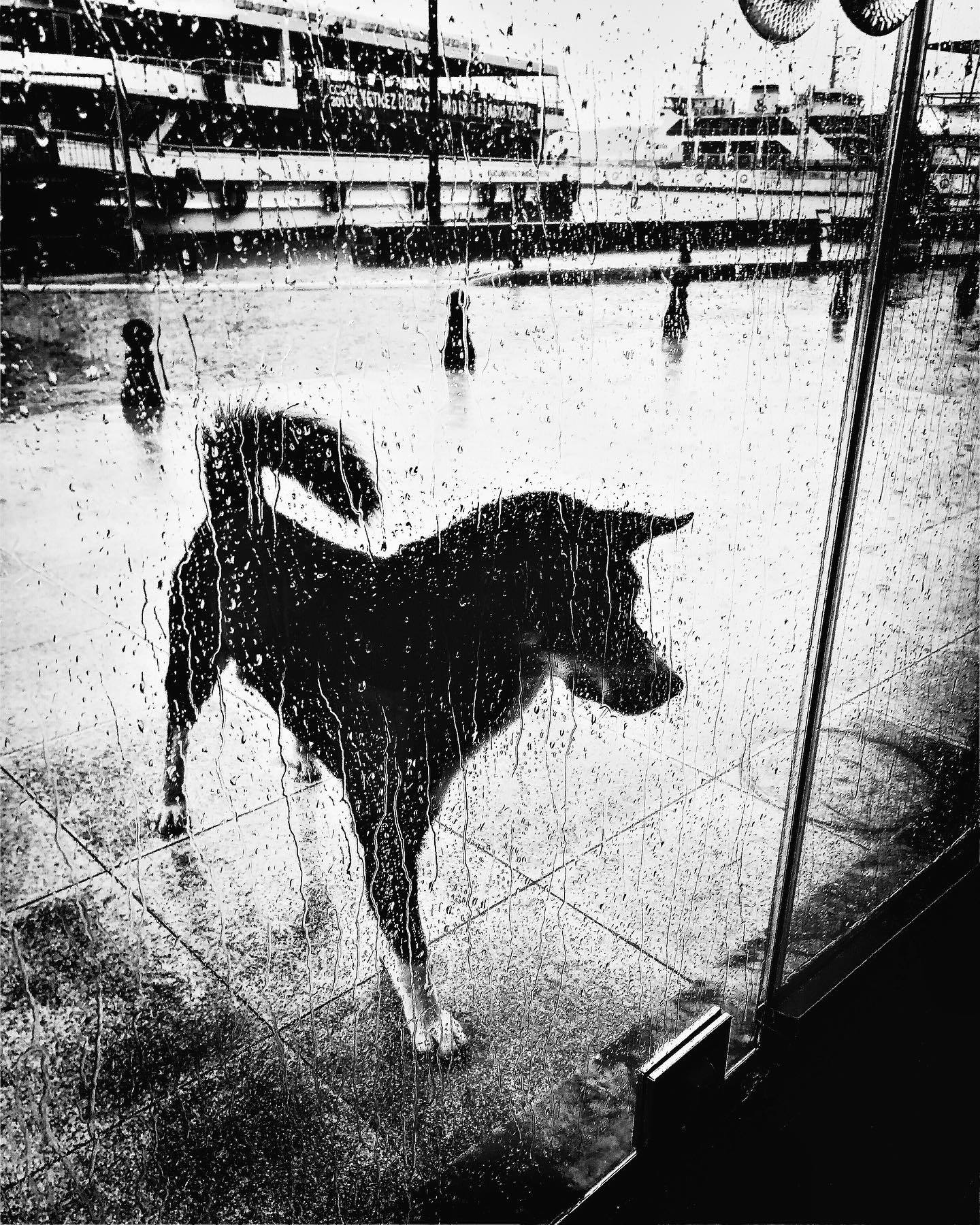  雨天的狗，来自摄影师Yalim Vural。 