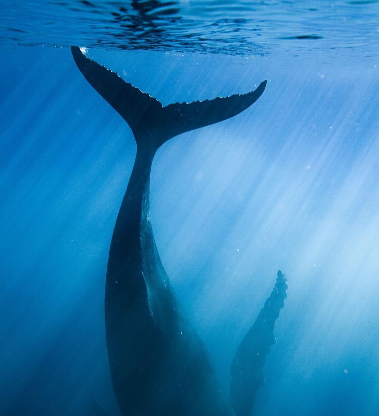  鲸的尾巴，来自摄影师Ocean lovers。 