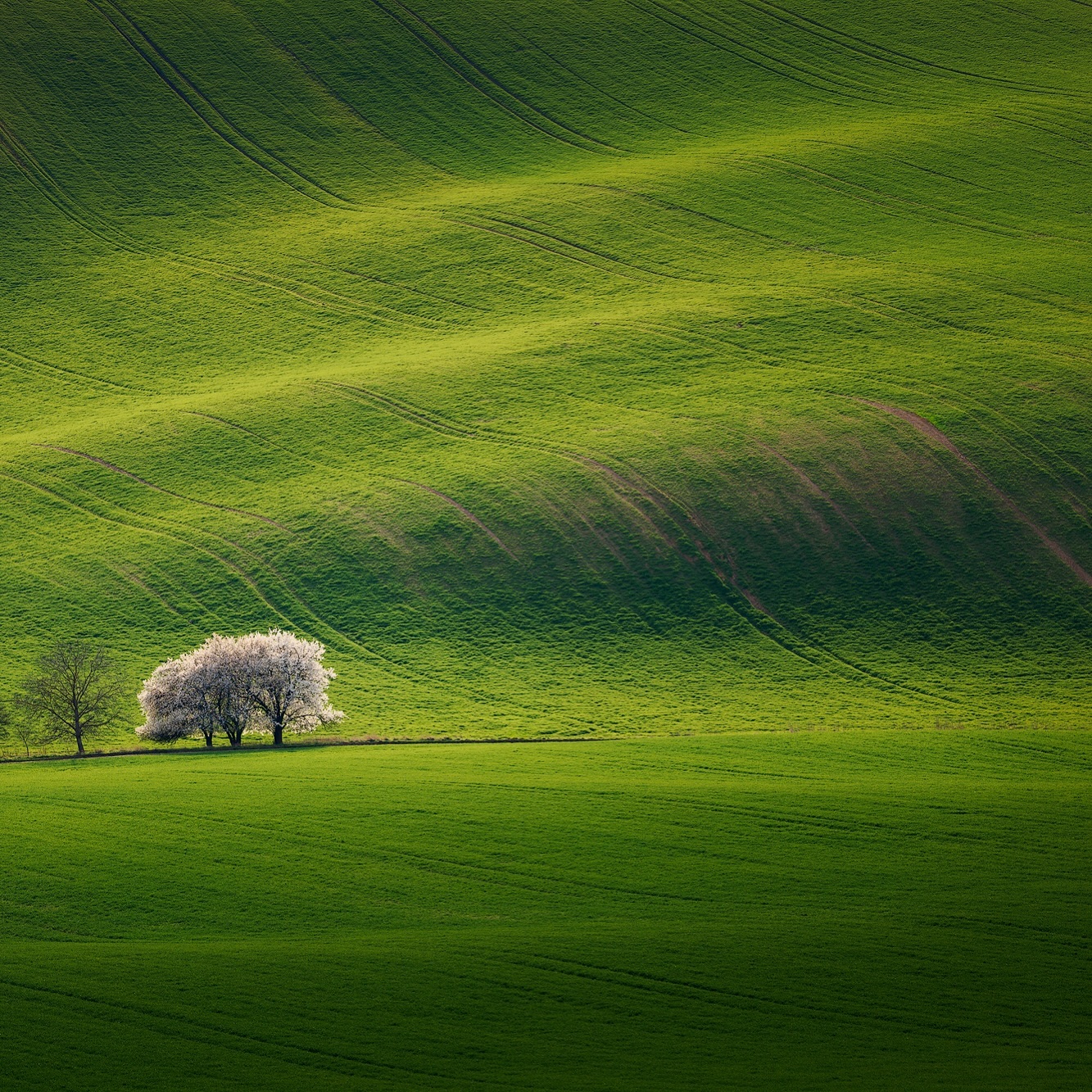  绿色地毯，来自摄影师Martin Rak。 